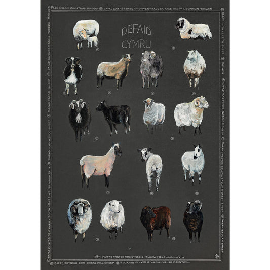 Tea Towel - Welsh Sheep - Defaid Cymru